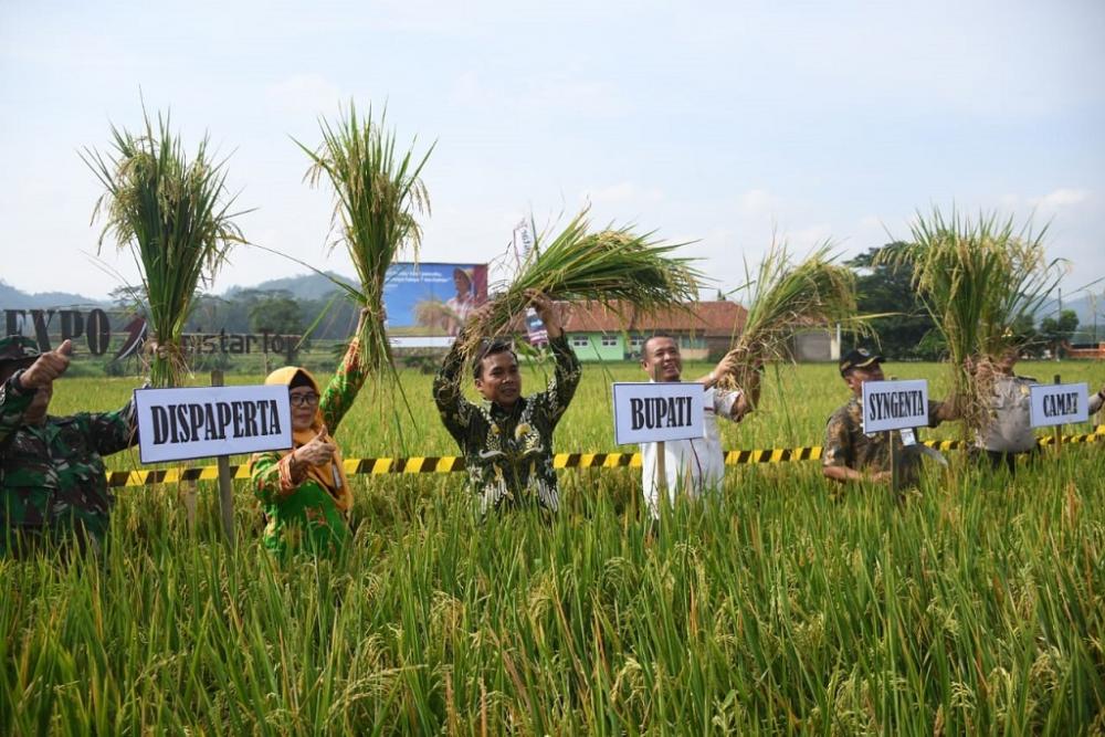 Bupati Batang Panen Padi Jenis Membramo
