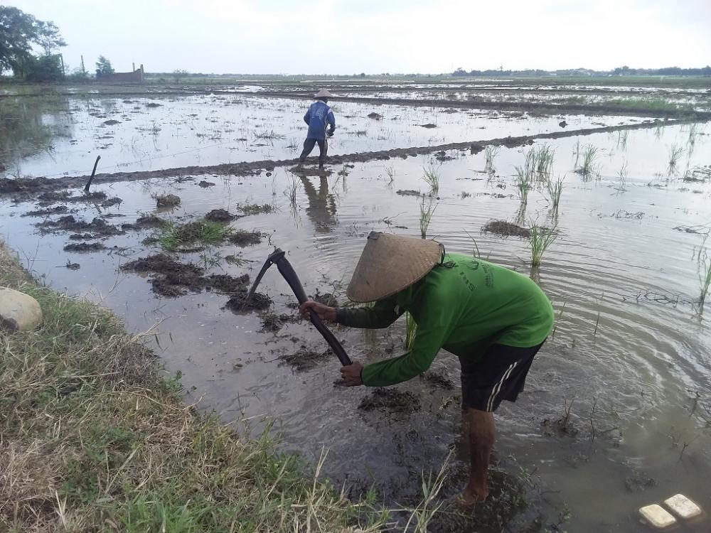 Proteksi Lahan Pertanian di Musim Penghujan