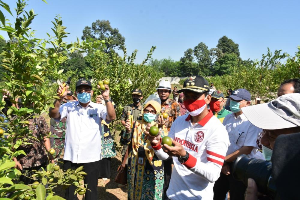 Kabupaten Batang Jadi Sentra Jeruk Untuk Penuhan Konsumsi Dalam Negeri