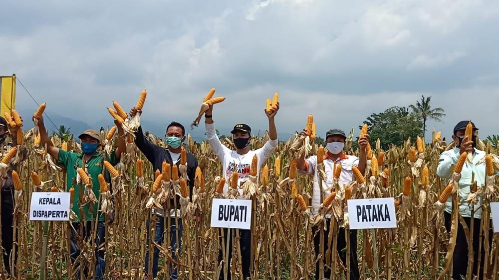 Bupati Batang, Ajak Petani Jagung Tingkatkan Produktivias
