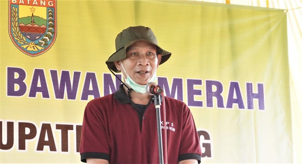 Penuhi Pangan Sapi Perah, Dispaperta Batang Ingin Tambah 9.000 Hektar Lahan Jagung