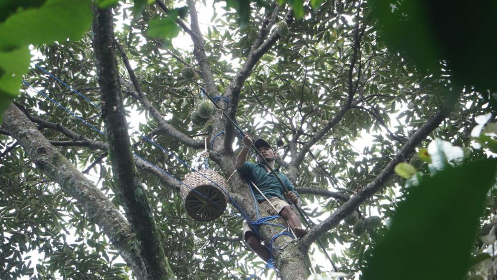 Durian Lokal Batang Diminati Pembeli Sampai 2 Kali Lipat