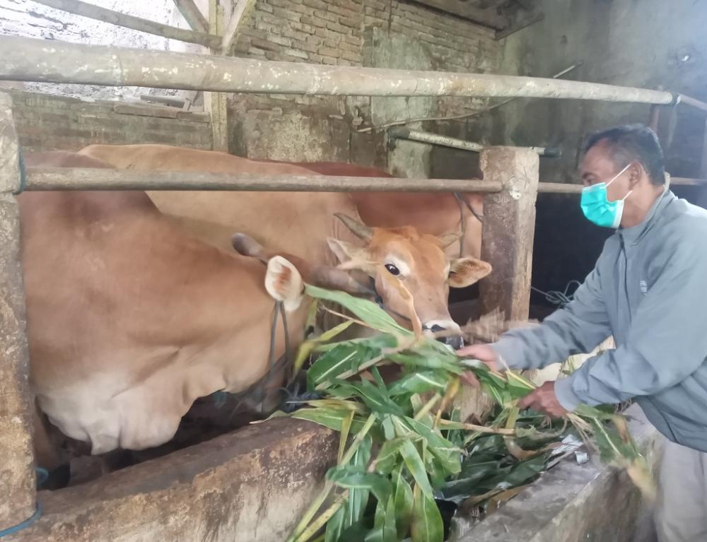 Lima Kuintal Daging Dibutuhkan Warga Batang Tiap Harinya