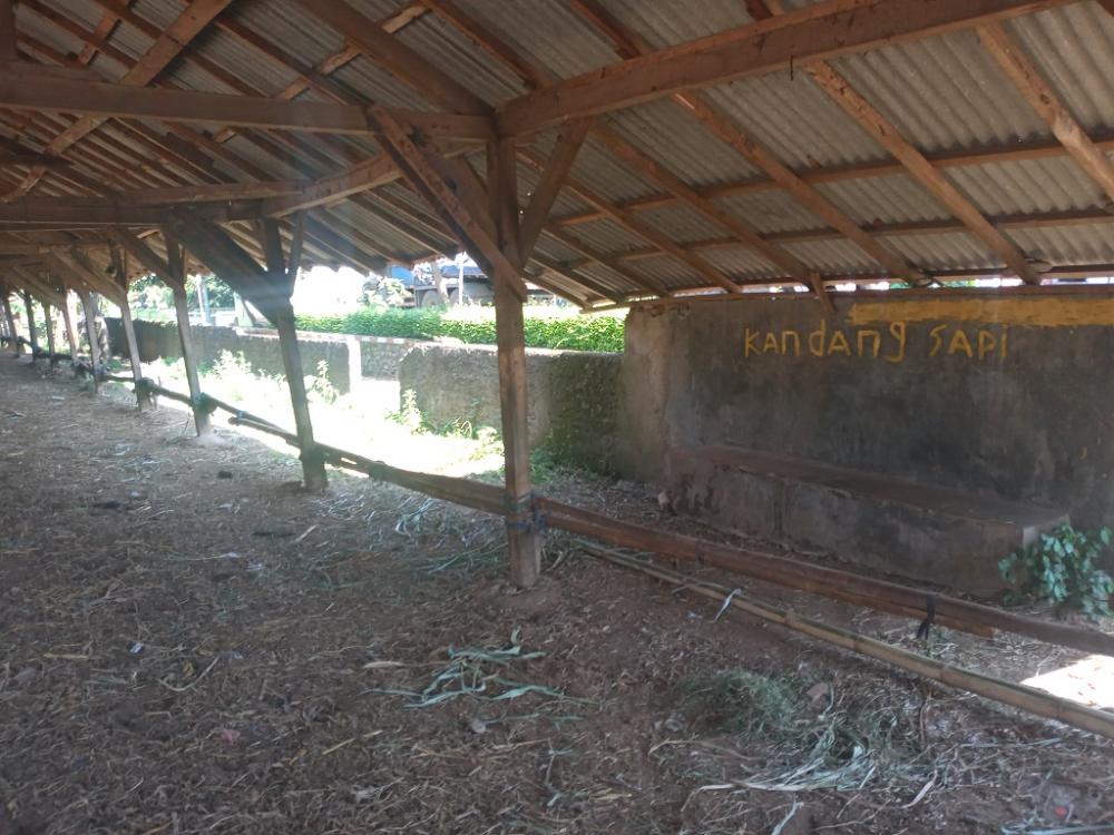 PMK Mewabah, Hotel Sapi Sepi Pengunjung