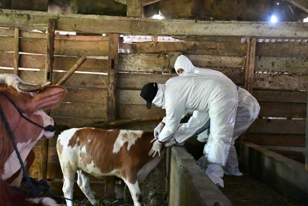 Vaksinasi PMK, Capai Target 300 Sapi