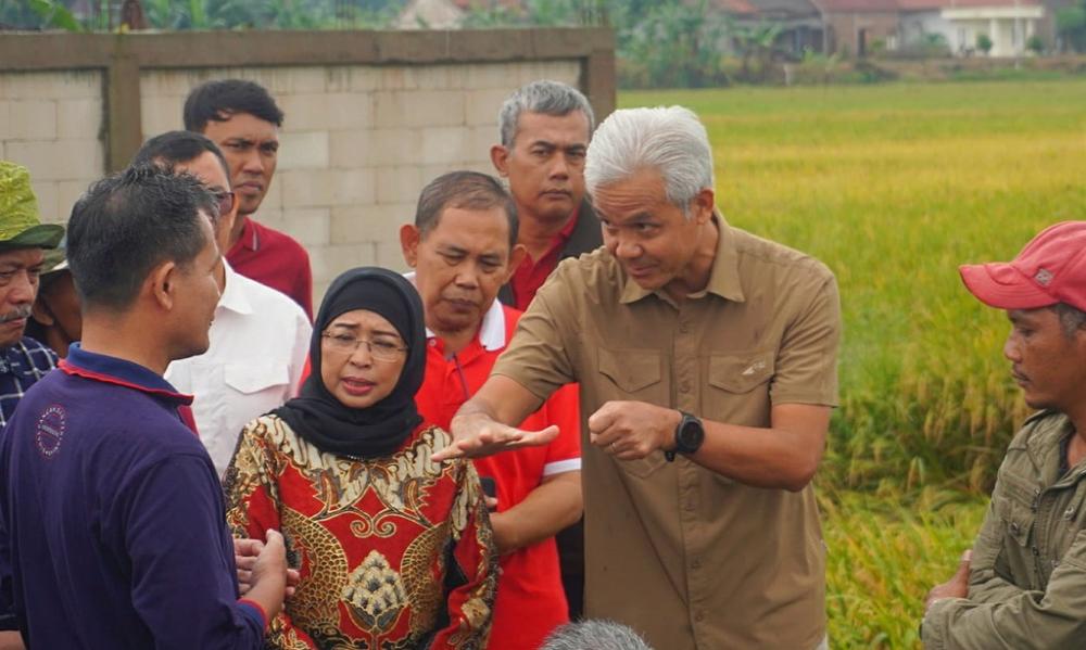 Harga Gabah Kering Tinggi, Ganjar Pranowo Tinjau Panen Raya Padi di Batang