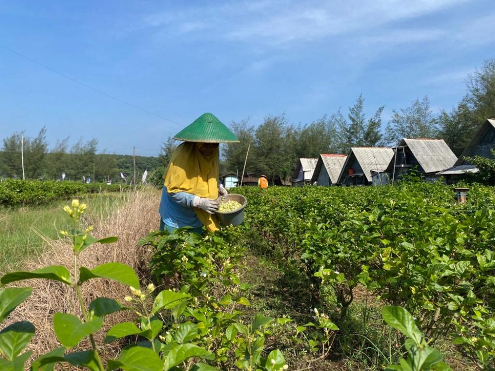 Bunga Melati di Gringsing Batang Tembus Pasar Ekspor Luar Negeri