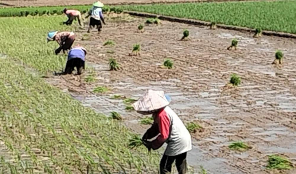 Sumber Air Rawan Mengering, Petani Terapkan Irigasi Bergilir
