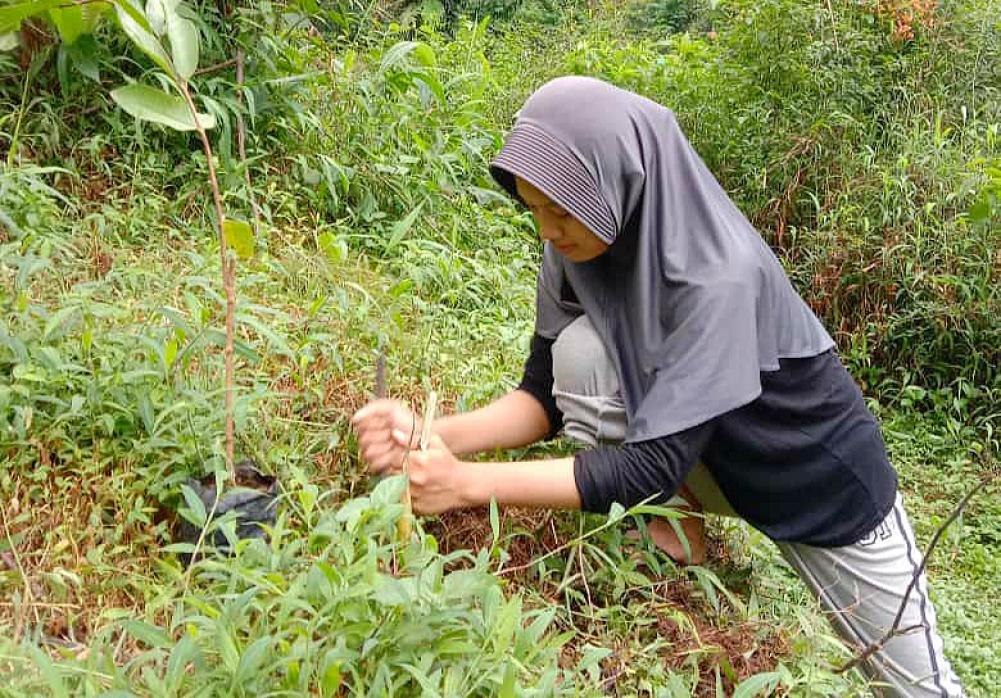 Lindungi Owa Jawa, Racika Palm Lakukan Konservasi Untuk Sediakan Bahan Makanan