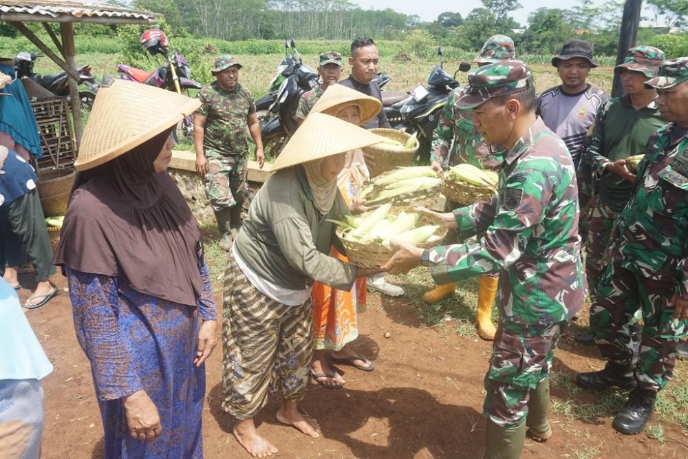 Panen Jagung, Kodim Batang Langsung Salurkan ke Warga
