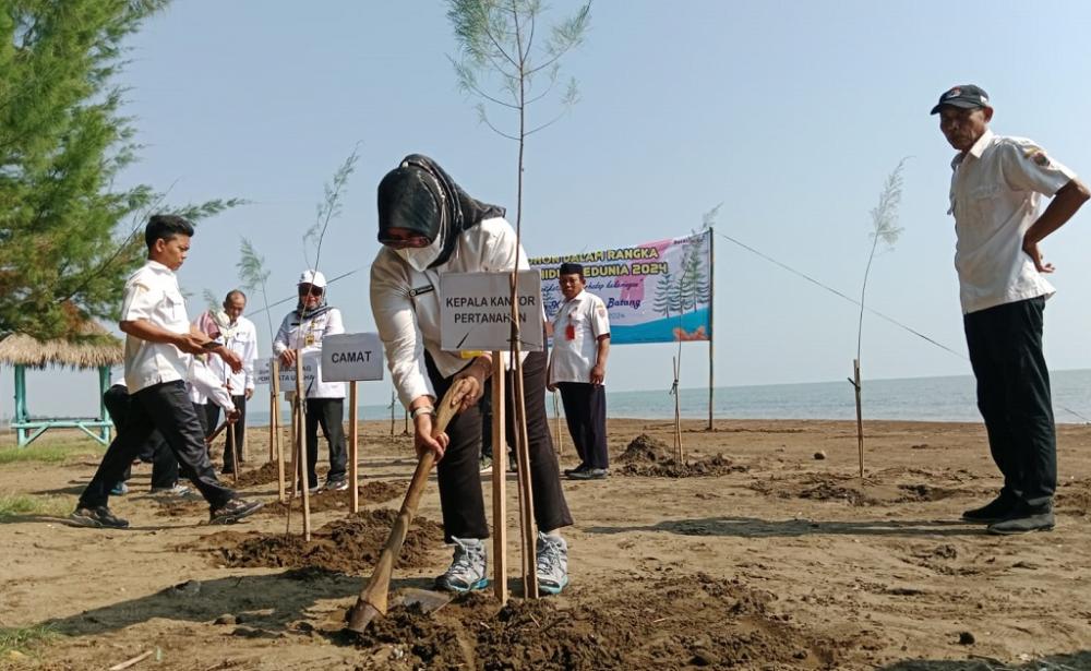 Hari Lingkungan Hidup, Kantah Batang Tanam Ratusan Bibit Pohon Cemara di Pantai Kuripan