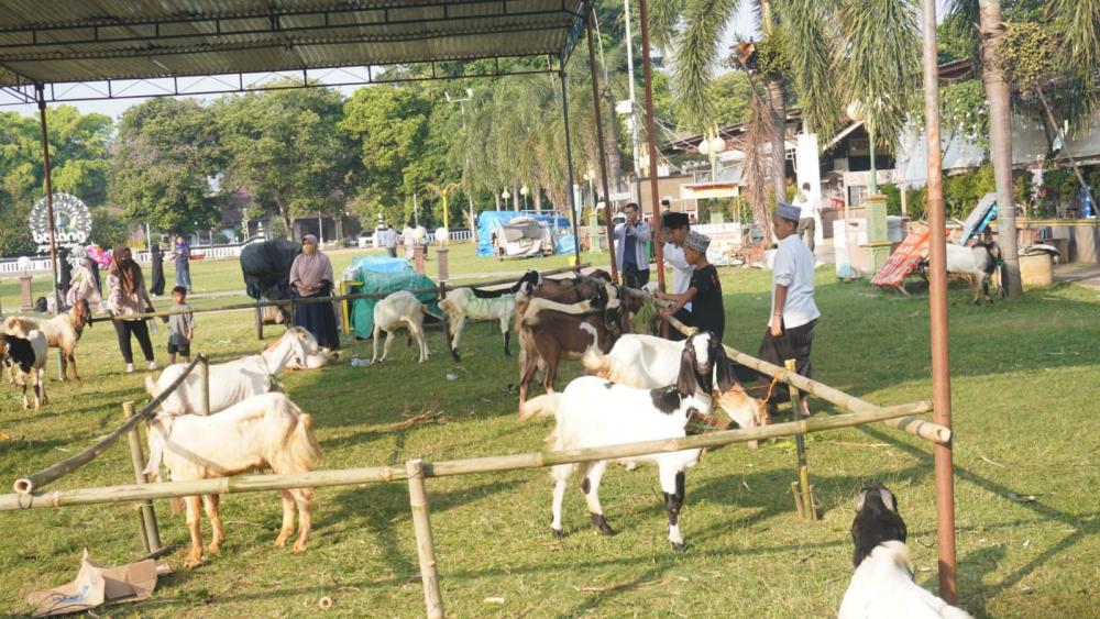 Dislutkanak Batang Temukan Hewan Kurban Hamil dan Bawah Umur