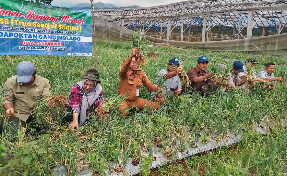 Terapkan Teknologi TSS, Dispaperta Tingkatkan Panen Bawang Merah