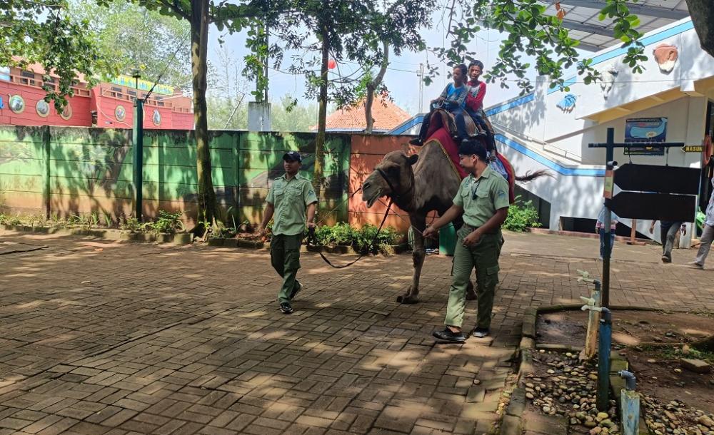 Sambut Pergantian Tahun, Pengunjung SBJ Bakal Dihibur Tarian Hawaiian