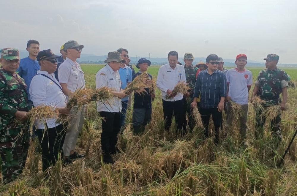 Panen Raya Gringsing, Bulog Langsung Serap Gabah Gapoktan Kebondalem