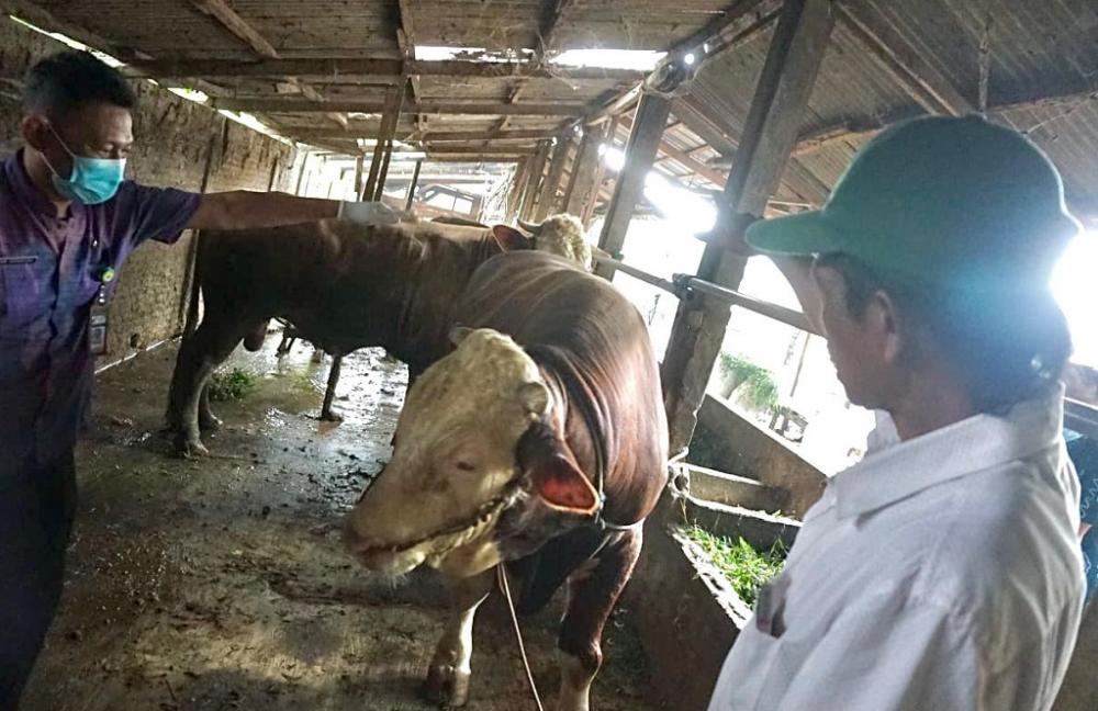 Presiden Prabowo Kurban Sapi Simental dengan Bobot 1 Ton Untuk Kabupaten Batang