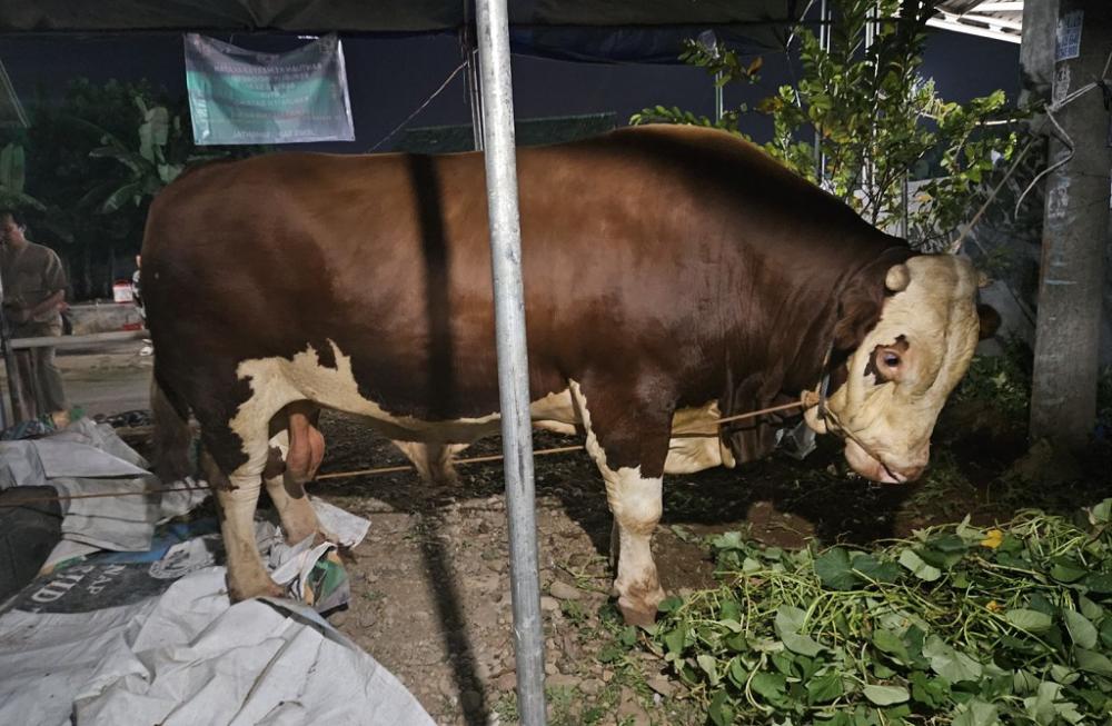 Sigemblung, Sapi Presiden Prabowo Untuk Warga Batang Sudah Diantar