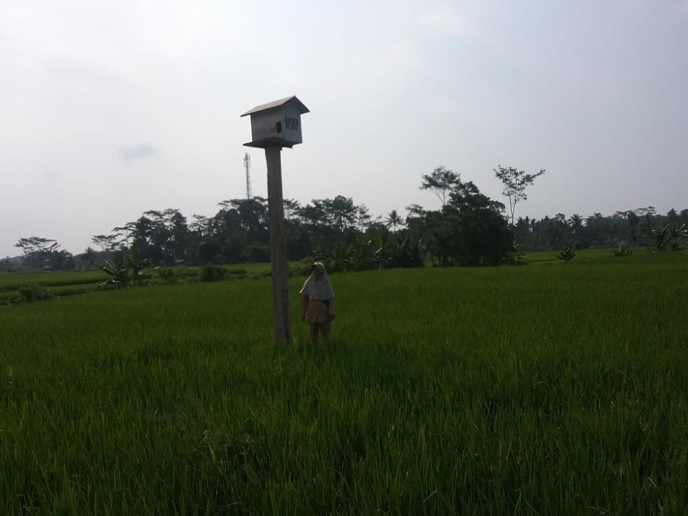 Rubuha Cara Praktis Meringkus Hama Tikus