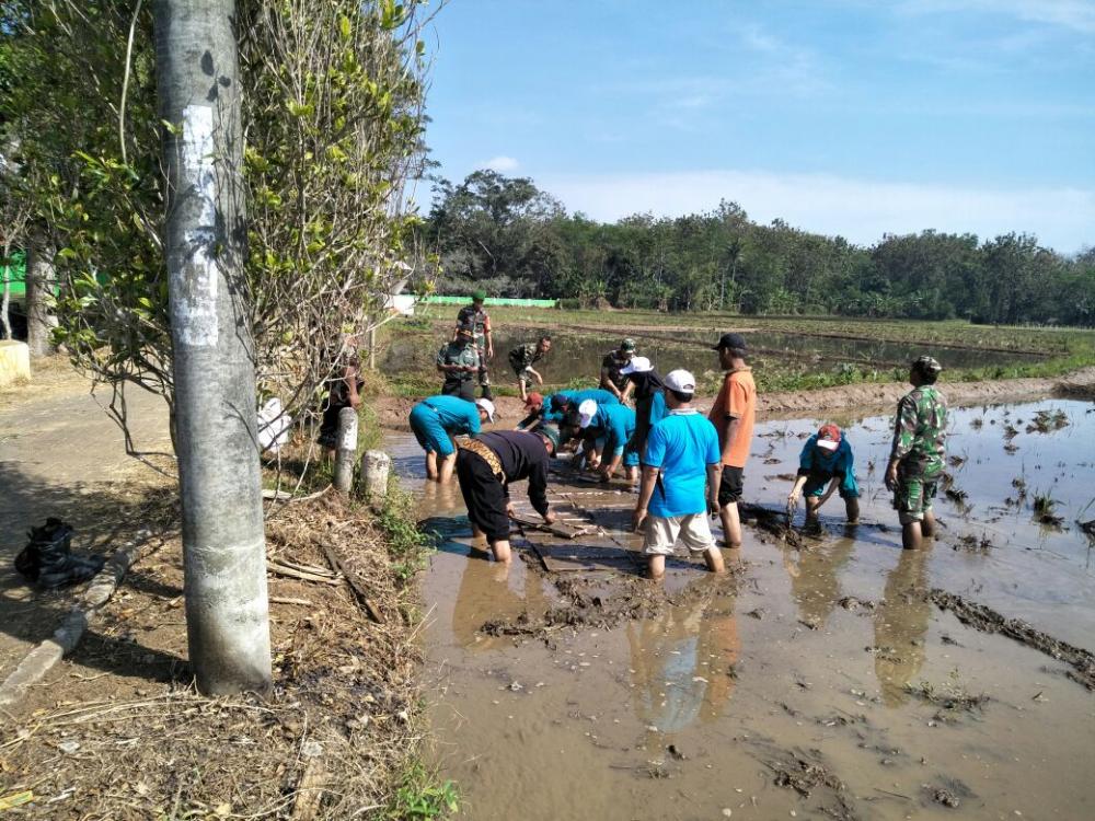 Kodim & Dispaperta Bahu Membahu Semai Padi