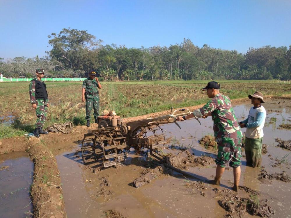 Danramil dan Babinsa Selalu Dampingi Petani untuk Meningkatkan Hasil