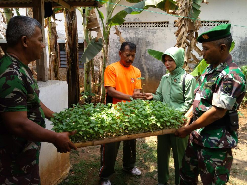 TNI Ajak Masyarakat Tanam Cabai di Polybag