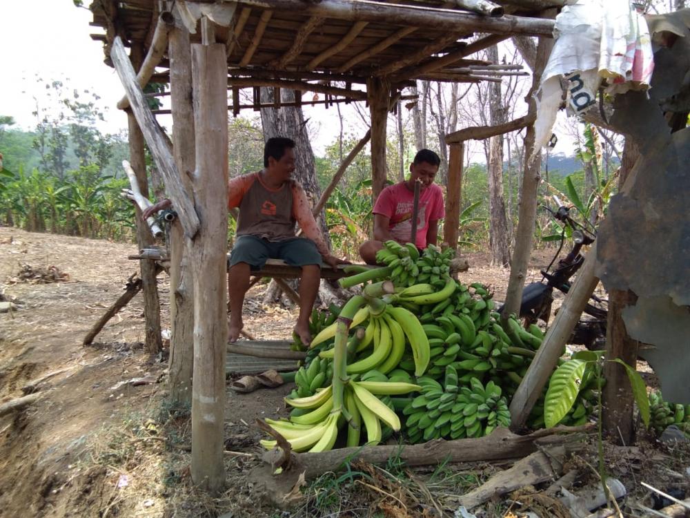 Panen Melimpah Harga pun Bersaing