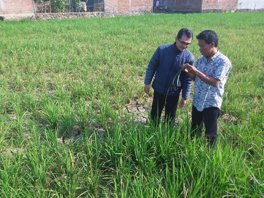 Dampak Kekeringan Bagi Petani di Batang