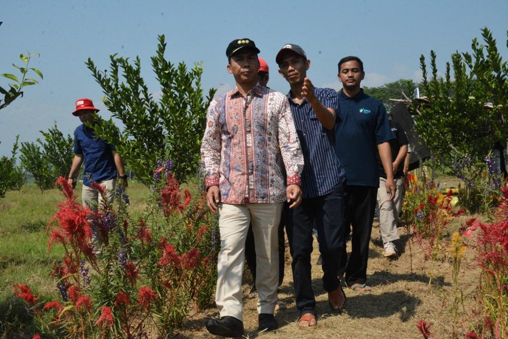 Bupati Batang Ingin Ciptakan Agrowisata Kebun Jeruk di Desa Pesaren