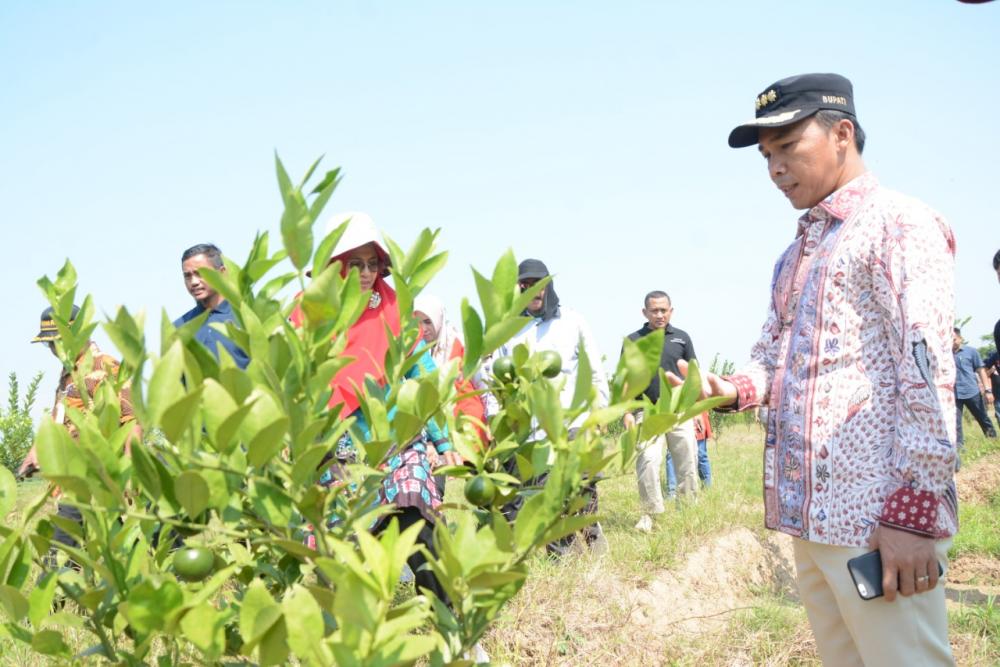 Bupati Batang Bersama Petani Desa Pesaren, Rintis Agrowisata Jeruk 