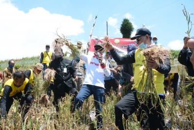 Panen Bawang Putih di Batang Berkontribusi Swasembada Pangan Nasional