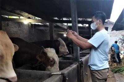 Peternak Hewan Kurban Jual Sapi Secara Online