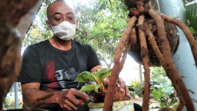 Keunikan Karakter Bonsai Kelapa Karya Warga Desa Kemiri Barat Batang