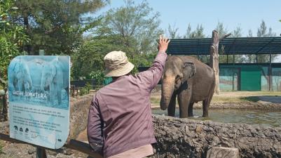 Batang Dolphin Center Berupaya Bertahan di Tengah PPKM