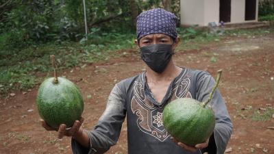 Kebun Semampir Batang Sukses Budidaya Alpukat Kendil