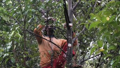 Para Petani Batang Mulai Budidayakan Pohon Gaharu
