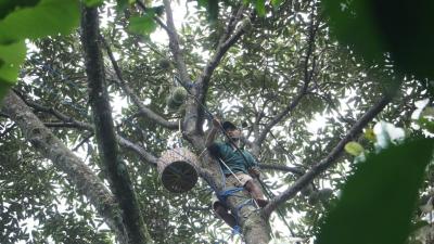Durian Lokal Batang Diminati Pembeli Sampai 2 Kali Lipat