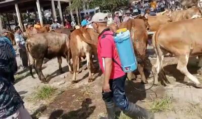 Masuk Pasar Hewan, Sapi Jalani Prokes Ketat
