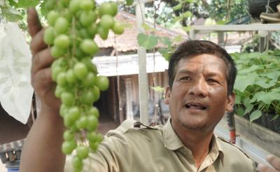 Potensi Ekonomi Menanam Anggur di Pekarangan Rumah