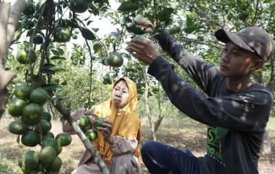 Petani Milenial Batang Tekuni Budidaya Jeruk Untuk Agrowisata Petik Buah