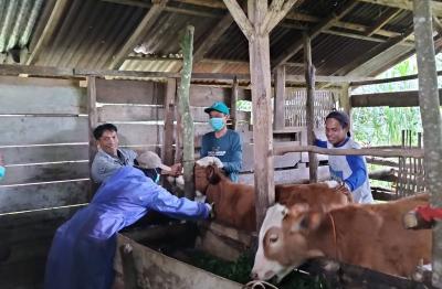 Dislutkannak Pastikan Akhir 2022, Batang Zero PMK