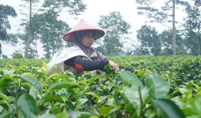 Teh Sangan Simbah Produk Kabupaten Batang