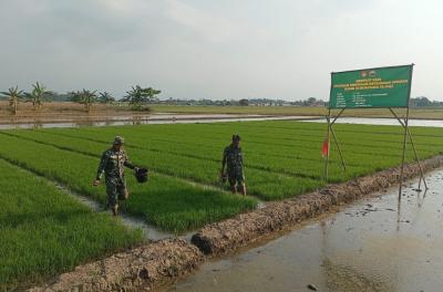Kreasi Benih Protangguh, Upaya Jaga Ketahanan Pangan