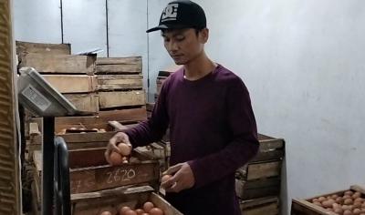 Pasokan Berkurang, Harga Telur Melonjak