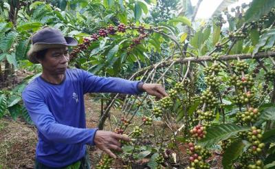 Panen Kopi di Batang Menurun Akibat Intensitas Hujan Pada Malam Hari