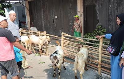 Pembeli Tak Permasalahkan Harga Kambing Kurban Naik