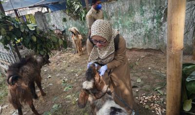 Jelang Iduladha, Dislutkanak Batang Temukan Hewan Kurban Belum Cukup Umur