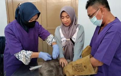 Rawan Terserang Virus, Ratusan Kucing Divaksinasi Rabies