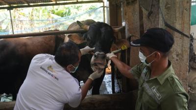 Pemkab Batang Periksa Kesehatan Hewan Kurban Jelang Iduladha