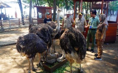 Dislutkanak Batang Periksa Kesehatan Burung Unta Sebelum Dikirim ke Bali