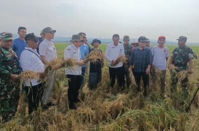 Panen Raya Gringsing, Bulog Langsung Serap Gabah Gapoktan Kebondalem